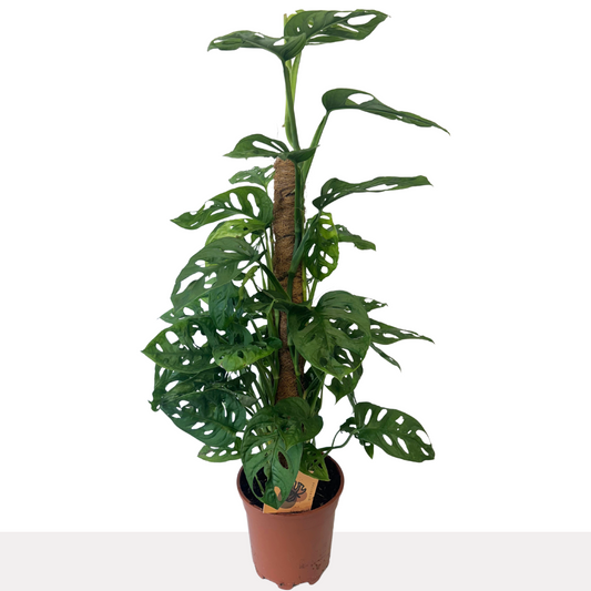 Monstera